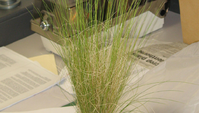 Figure 1: Mexican feathergrass (Nasella tenuissima)